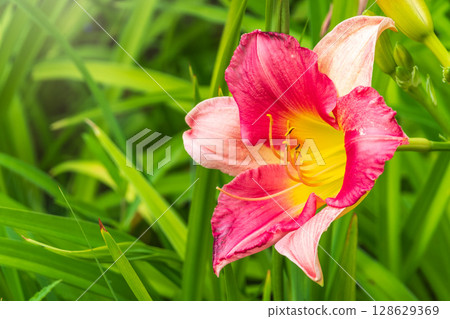 Close up of a pink daylily flower in bloom Close up of a pink daylily flower in bloom 128629369