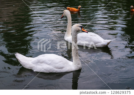 Two Graceful white Swans swimming in the lake, swans in the wild Two Graceful white Swans swimming in the lake, swans in the wild 128629375