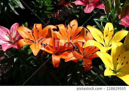 A flower that symbolizes chastity 128629505