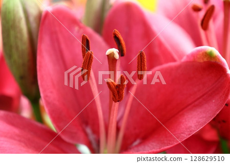 A flower that symbolizes chastity A flower that symbolizes chastity 128629510