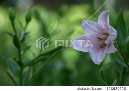 A flower that symbolizes chastity 128629528