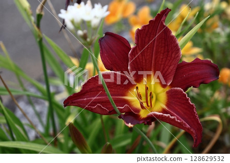 A flower that symbolizes chastity 128629532