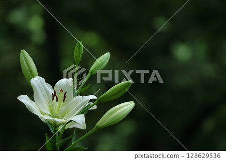 A flower that symbolizes chastity 128629536