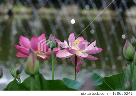 聖花 128630241