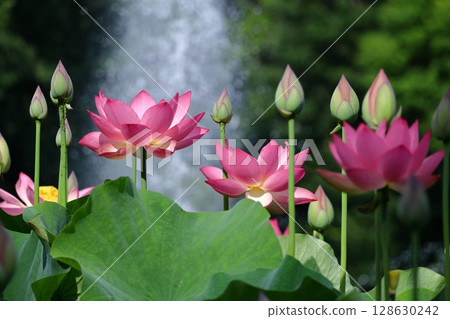 聖花 128630242