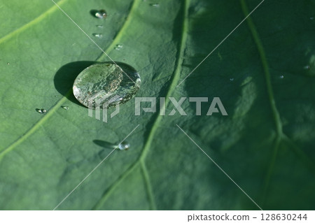 Holy flower 128630244