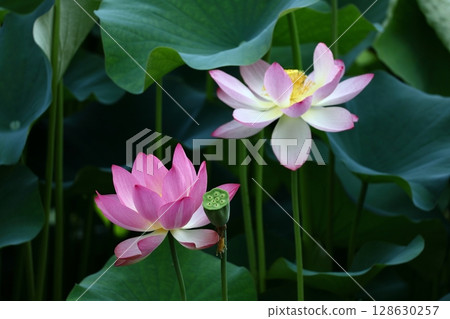 Holy flower 128630257