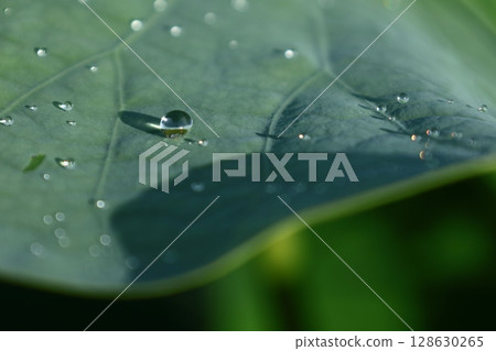 聖花 聖花 128630265