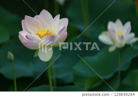 聖花 128630284
