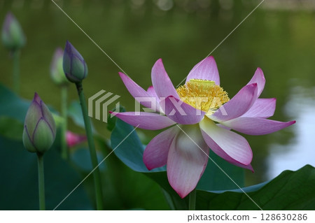 Holy flower 128630286