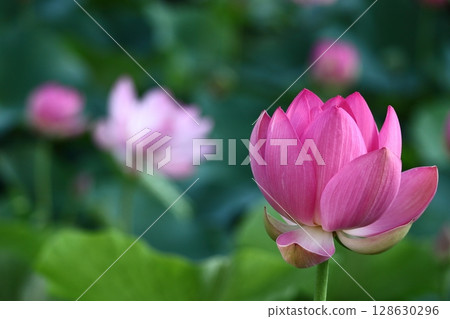 Holy flower Holy flower 128630296
