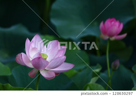 聖花 聖花 128630297