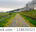 Cherry blossom trees and farm road 128630321