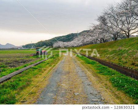 櫻花樹和農場道路 128630321