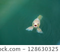 Koi that opens mouth 128630325