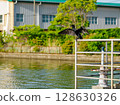 Cormorant drying its feathers 128630326