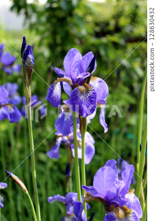 Blue iris flowers with buds in the garden on a sunny summer day Blue iris flowers with buds in the garden on a sunny summer day 128630432