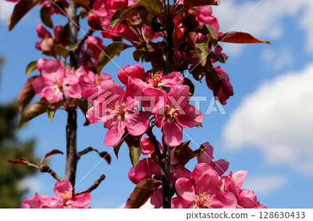 flowers on a blooming apple tree of the Kitayka Krasnomyasaya variety 128630433