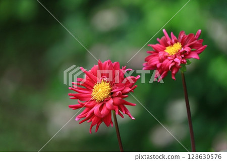 五顏六色的大花 五顏六色的大花 128630576