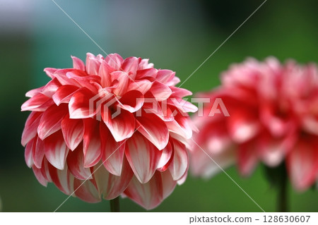 Colorful large flower Colorful large flower 128630607