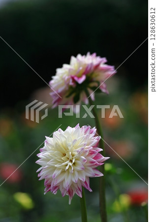 Colorful large flower Colorful large flower 128630612