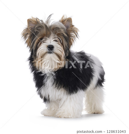 Biewer Yorkshore terrier on white background Biewer Yorkshore terrier on white background 128631043