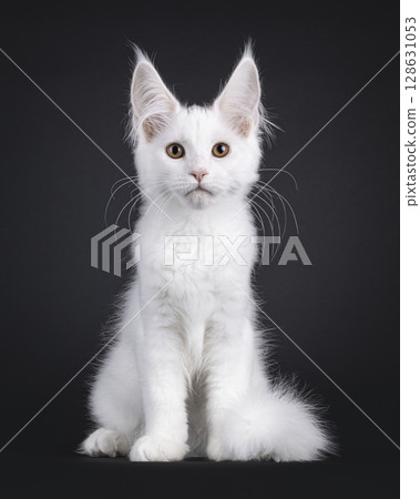 Maine Coon cat on black background 128631053
