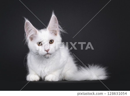 Maine Coon cat on black background 128631054