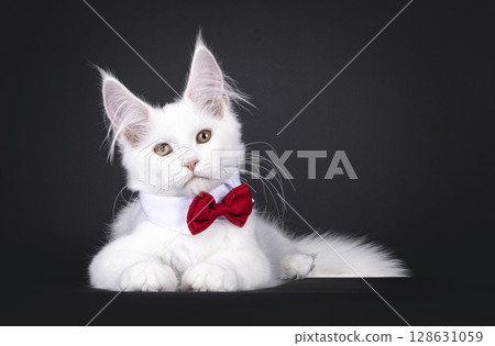 Maine Coon cat on black background 128631059