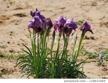 Negev iris or Iris Mariae in the Negev desert Negev iris or Iris Mariae in the Negev desert 128631064