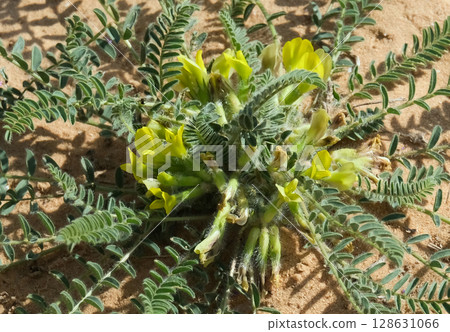 Israel wildflower Beer Sheva milk-vetch (lat.- Astragalus caprinus) Israel wildflower Beer Sheva milk-vetch (lat.- Astragalus caprinus) 128631066