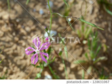 Pink Pirouette, Dwarf Pink Star or Mediterranean Catchfly (lat.- Silene colorata) 128631067