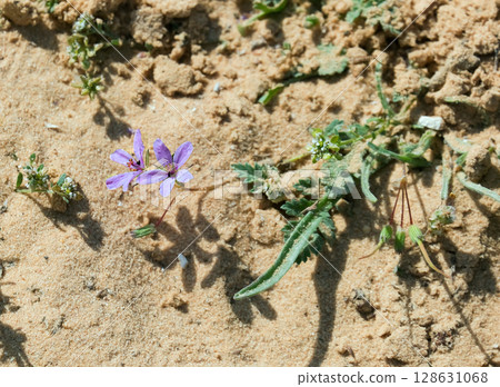 Blossom Cut-leaved Storkbill (lat.- Erodium laciniatum) Blossom Cut-leaved Storkbill (lat.- Erodium laciniatum) 128631068