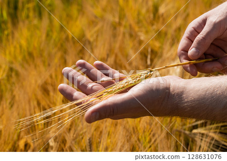 The process of Harvesting Wheat in the Beautiful and Golden Fields of Rural Landscapes The process of Harvesting Wheat in the Beautiful and Golden Fields of Rural Landscapes 128631076