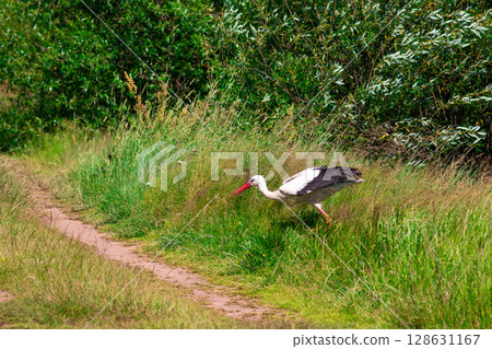 White stork walking in tall green grass near rural path in summer 128631167