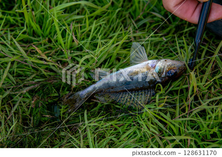 Freshly caught fish on green grass with hook being removed by hand 128631170