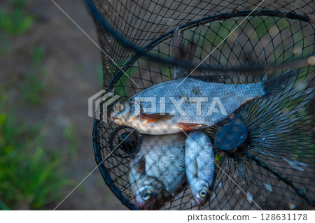 Freshly caught fish in fishing net on river bank close up 128631178