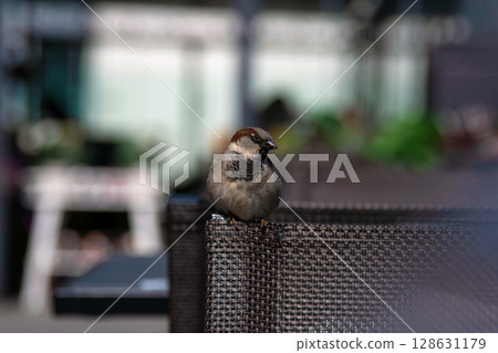 Sparrow sitting on a wicker chair in an outdoor cafe with blurred background 128631179