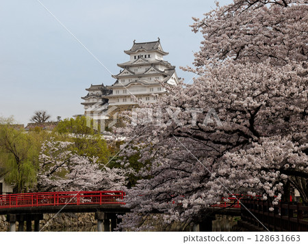 Himeji Castle and Sakura 128631663