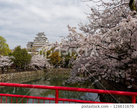 姬路城和櫻花 128631670