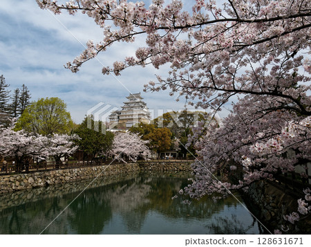 姬路城和櫻花 姬路城和櫻花 128631671