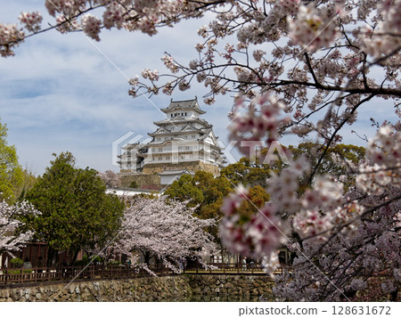 姬路城和櫻花 128631672