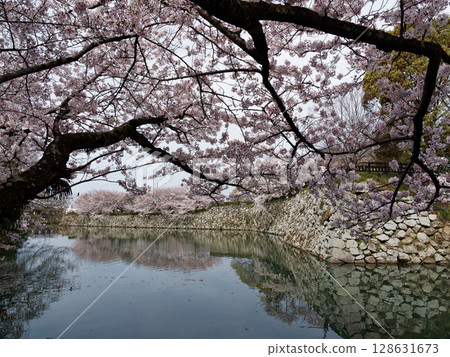 姬路城和櫻花 128631673