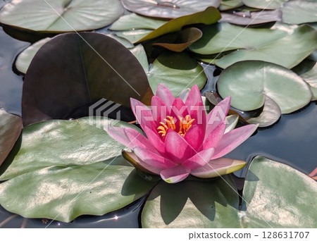 美麗的粉紅色睡蓮 — 蓮花和葉子漂浮在水面上 美麗的粉紅色睡蓮 — 蓮花和葉子漂浮在水面上 128631707
