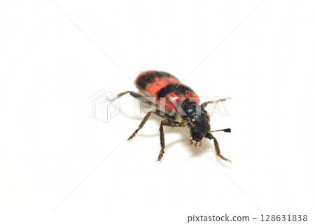 Beetle, a beetle of the family Beetles Beetle, a beetle of the family Beetles 128631838