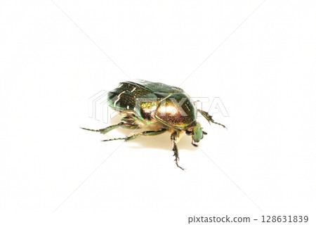 The copper beetle is a beetle from the family of lamellar beetles. 128631839