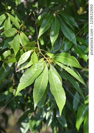 Tree · foxtail beech family 128632660