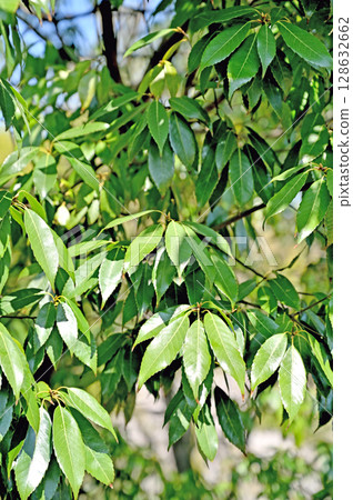 樹·狐尾山毛櫸家庭 128632662