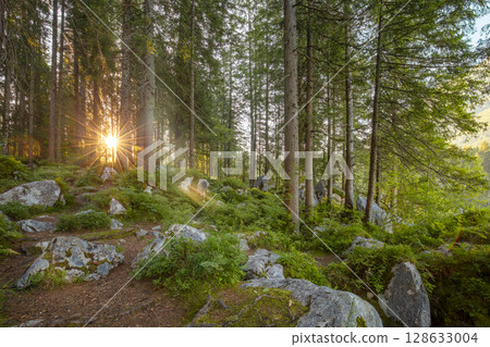 Dawn in the Forest with Big Stones 128633004