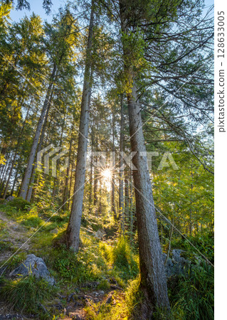 Dawn in a Forest with Tall Pine Trees 128633005